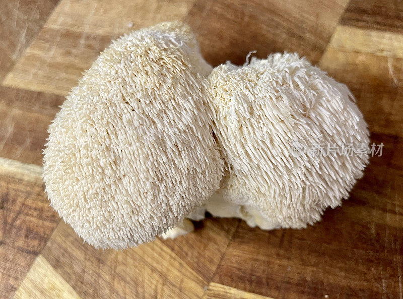 狮子鬃毛蘑菇