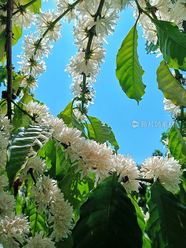 白色咖啡花罗布斯塔咖啡树股票照片