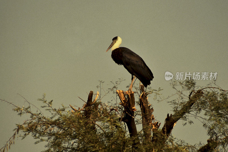 Bird-Stork。