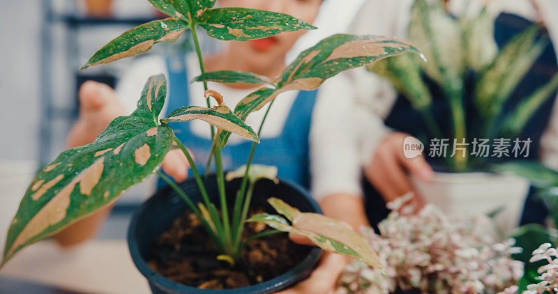 特写年轻的亚洲女性使用笔记本电脑接收订单，并显示植物录制视频直播在早上的树店。