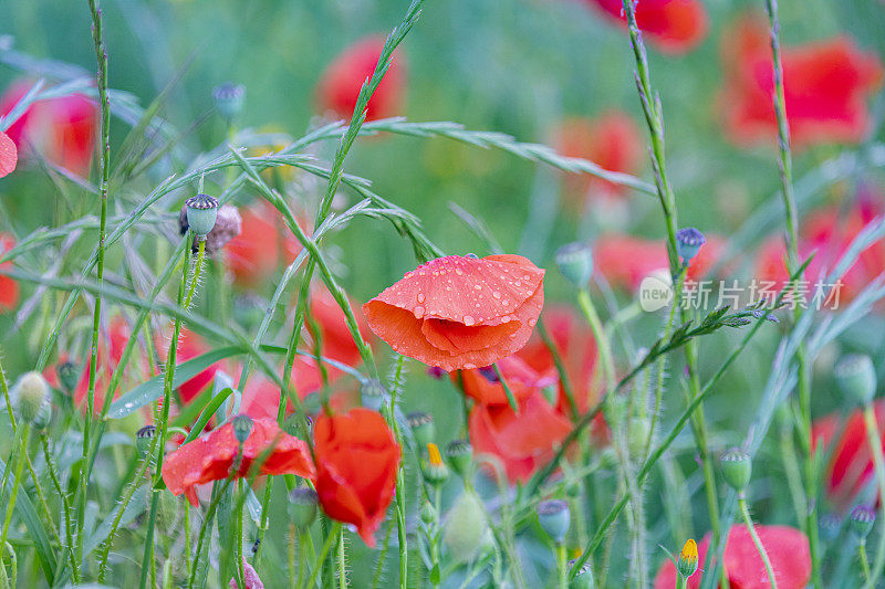 罂粟田的细节-花瓣上的雨滴