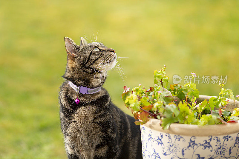 可爱的小花猫在花园里玩