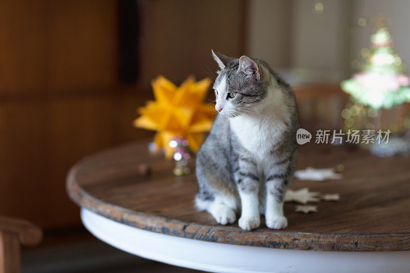 圣诞节时可爱的白斑虎斑猫