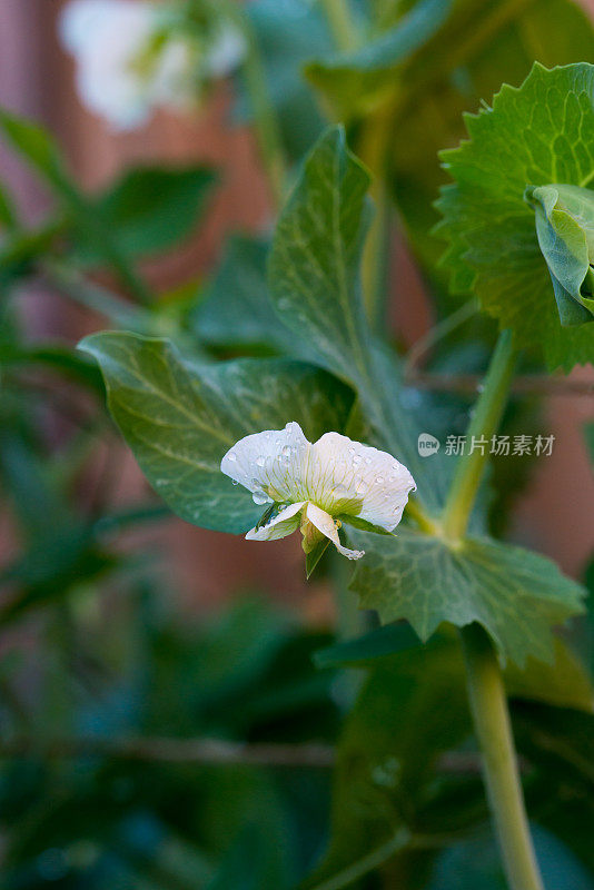 加拿大的菜园-白糖豆荚豌豆花的特写，品种糖爸爸