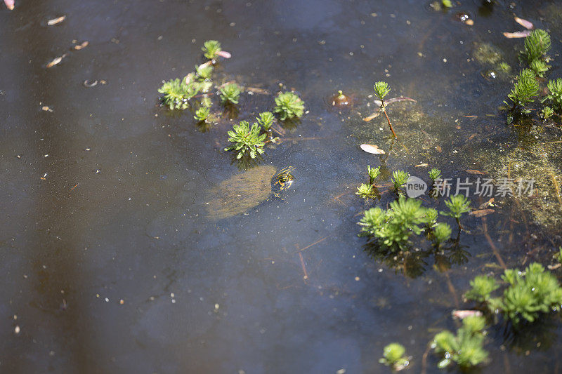 南部州湿地