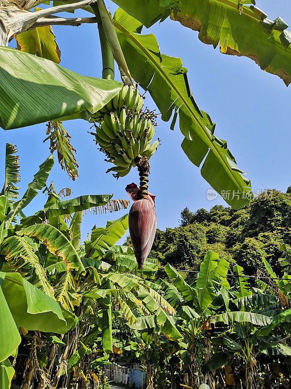 香港南丫岛墨达的香蕉树