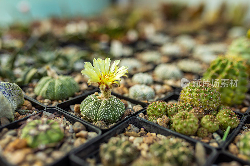 植物园中的仙人掌植物