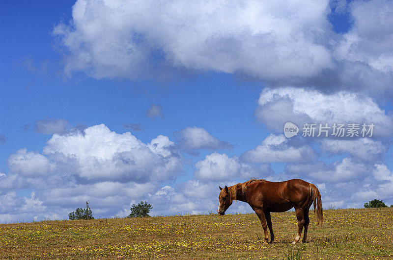 天空多云，马在山麓吃草