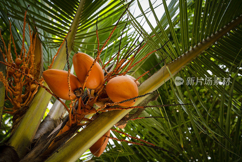 特写树上新鲜的黄色椰子，椰子树上的椰子簇与清澈的蓝天为背景。