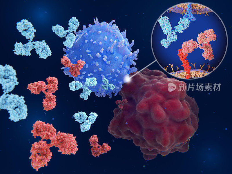 免疫检查点抑制剂:通过治疗性抗体阻断t细胞上的PD-1(蓝色)和癌细胞上的PD-L1(红色)之间的相互作用