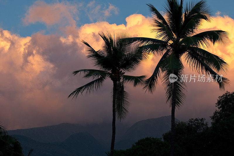 夏威夷的拉海纳毛伊岛，椰子树在琥珀色的夕阳下摇曳