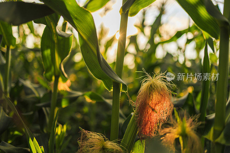 玉米幼穗，雌花序具长雌蕊，在田间在宾夕法尼亚州的农田