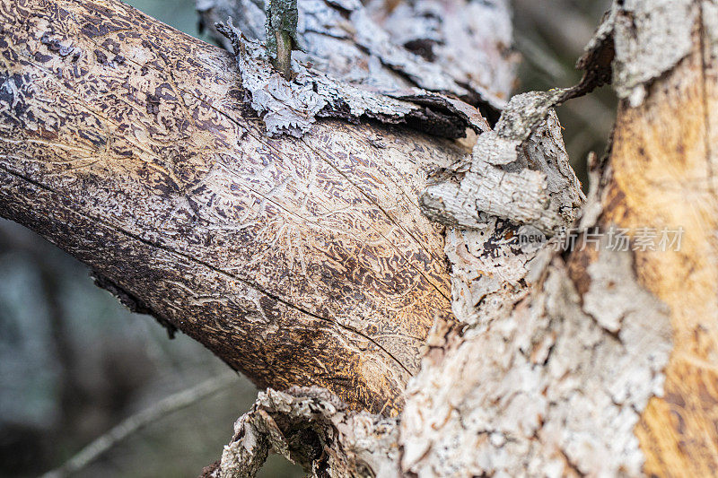 松树树皮的细节，蛀木甲虫的痕迹