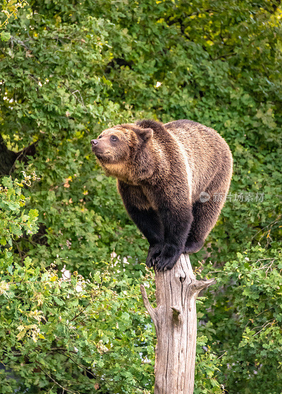棕熊正在爬树