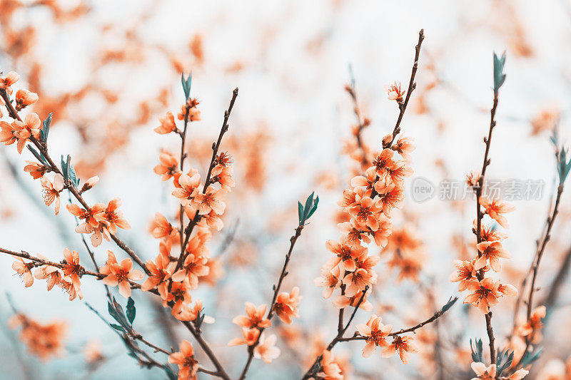 桃花盛开。春季自然背景