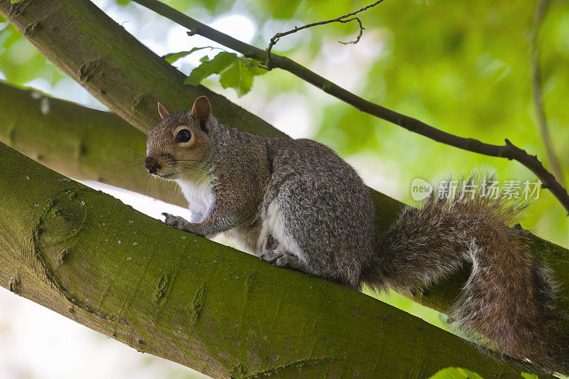 在树枝上觅食时警觉的泥鼻子灰松鼠