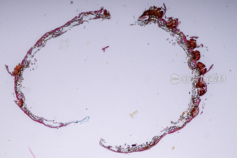 黏菌，作为一个群体，在显微镜下是多系的。