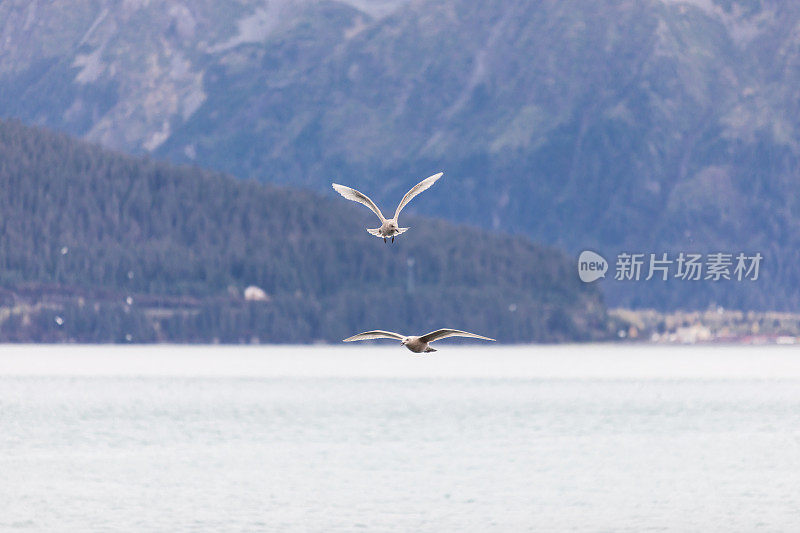 海鸥飞过海湾