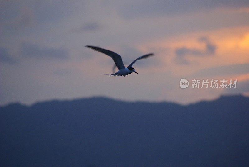 一群鸟排成队形飞过黄色的天空