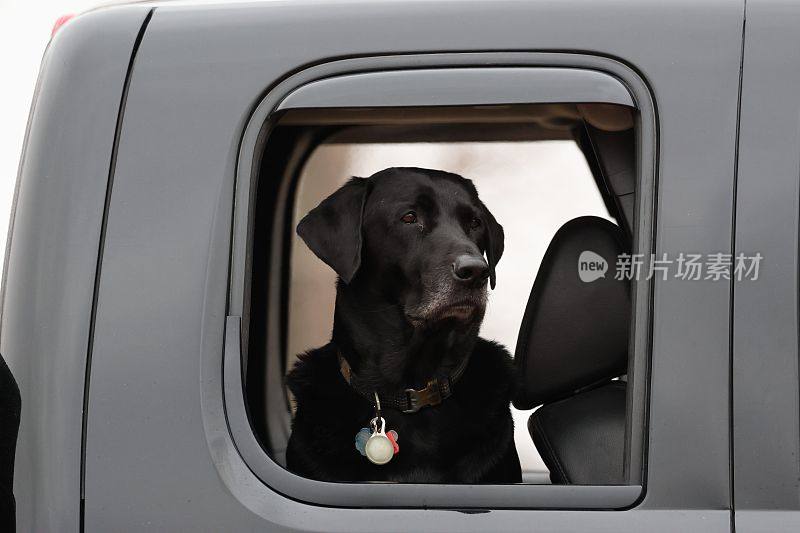 一只黑色拉布拉多犬的特写镜头从车窗向外看。