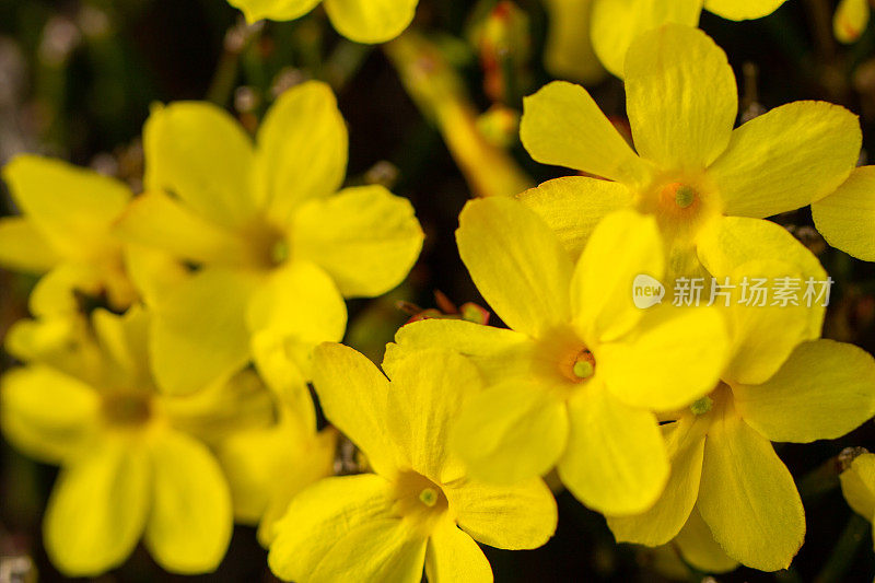 白花茉莉，冬茉莉