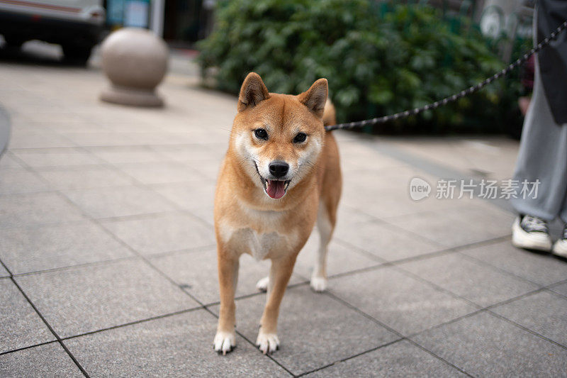 拴着狗绳的小狗