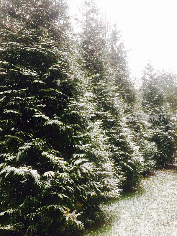 常青树洒上一层雪