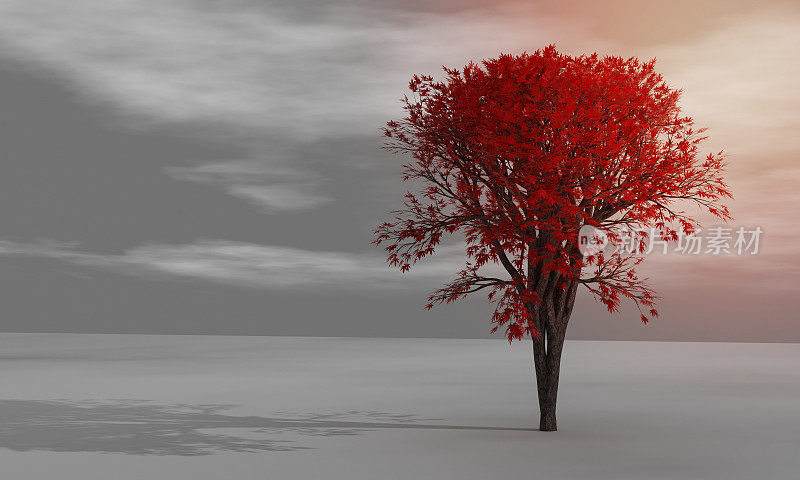 秋天的枫树，红色的叶子独自站在灰色的表面和灰色的天空白云。