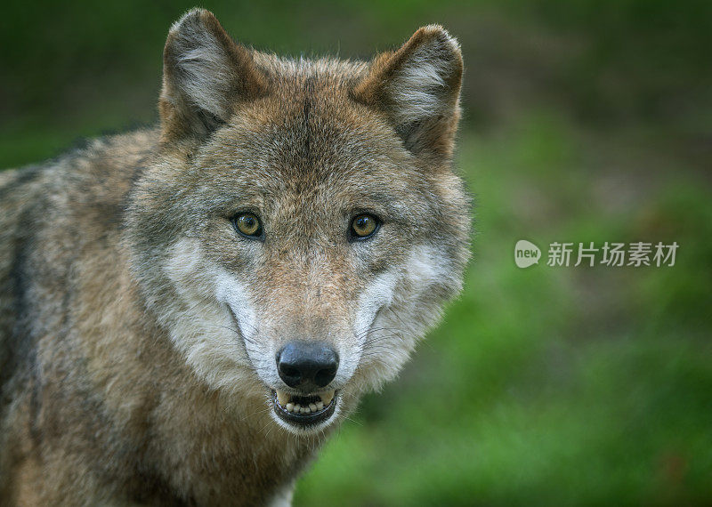 咆哮的欧亚狼(犬科狼属)