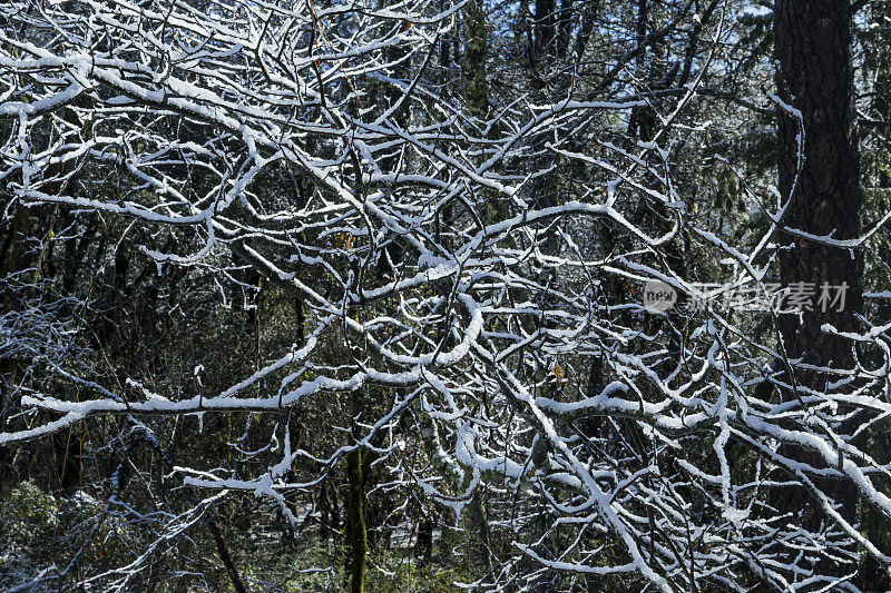 暴风雪过后被雪覆盖的树枝特写