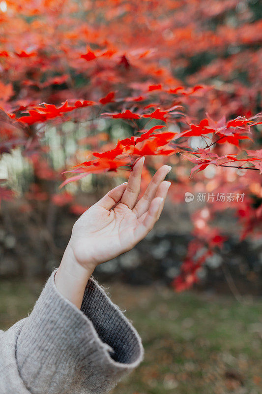 一位亚洲妇女在乡村欣赏秋景时，手触摸着一片红叶。