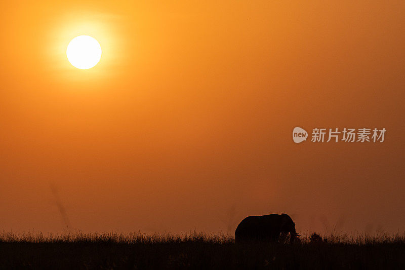 日落时野外大象的剪影。