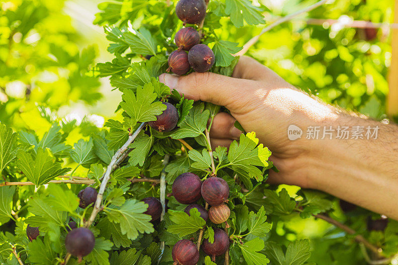 成熟的醋栗在农民的手中。绿色的树叶。农场。园艺。夏天