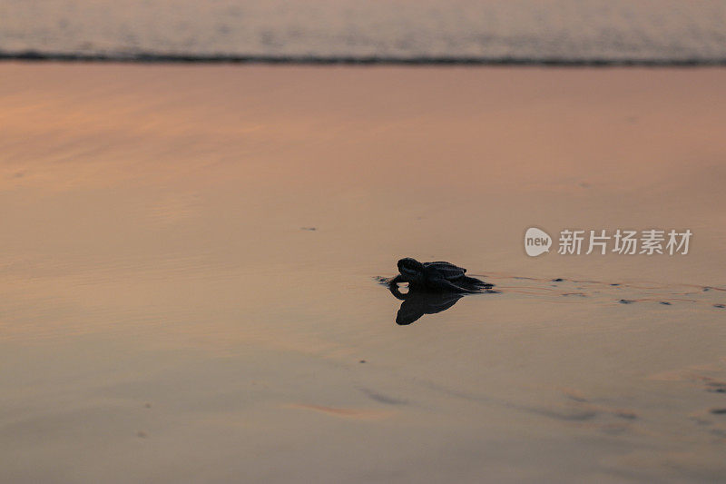 一只小乌龟爬回了亚齐岛的大海