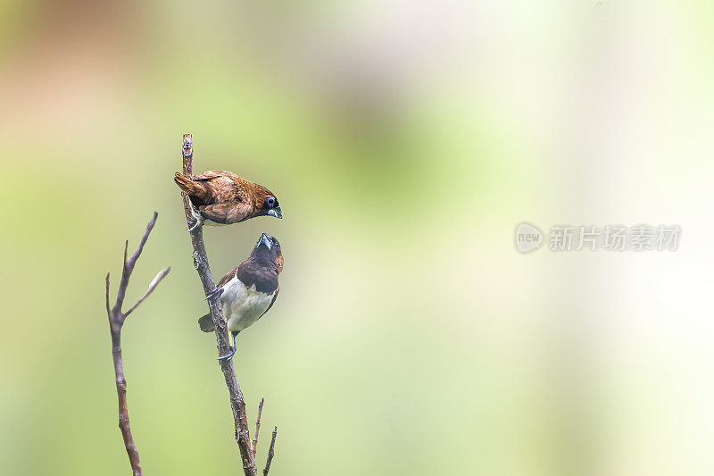 在一个阳光明媚的早晨，两只雌雀科麻雀或雌雀雀栖息在树枝上