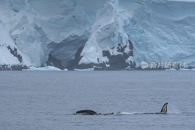南极水域和环境中的座头鲸鳍。南极洲
