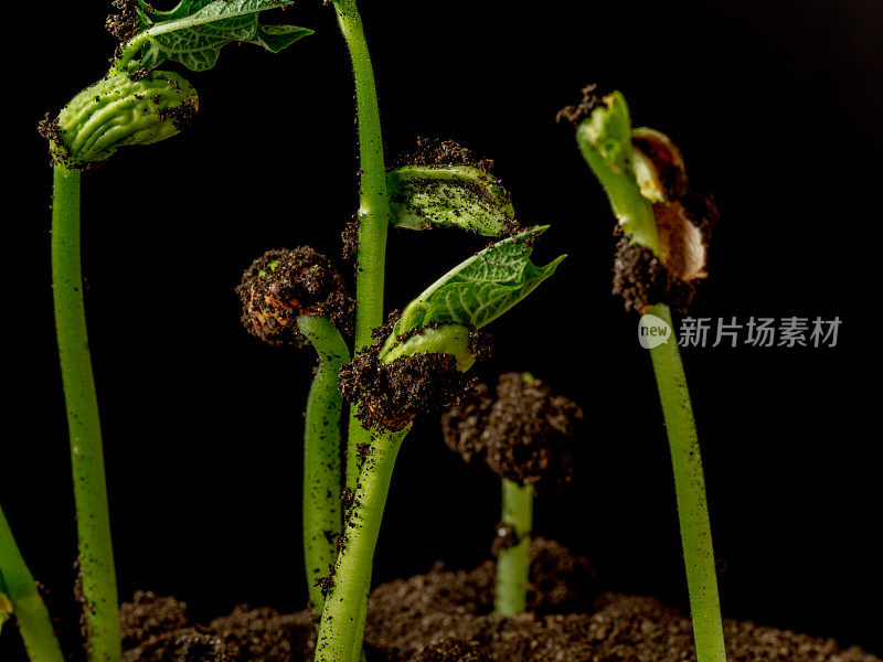 照片的地上视图的芸豆生长从芽，拍摄对黑色背景。