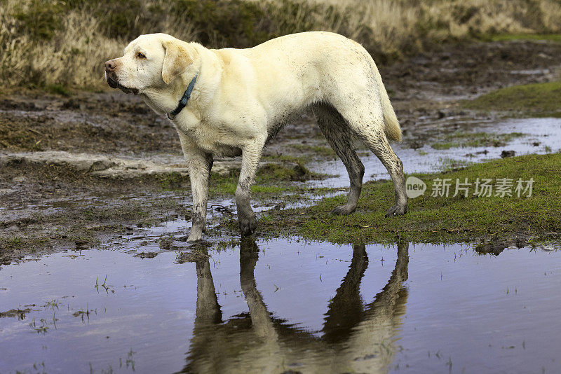 黄色拉布拉多猎犬在泥泞的乡间锻炼