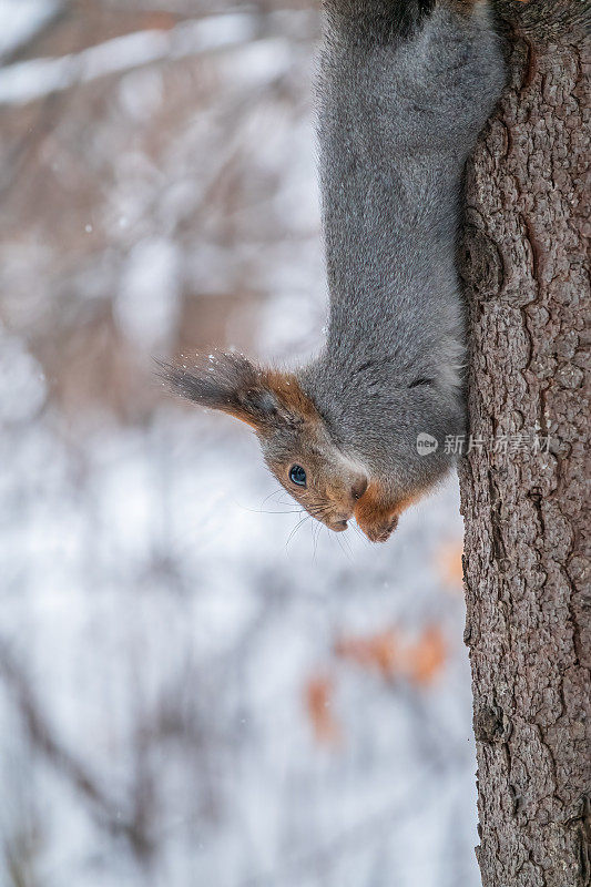 冬天，一只松鼠倒立在树上吃坚果