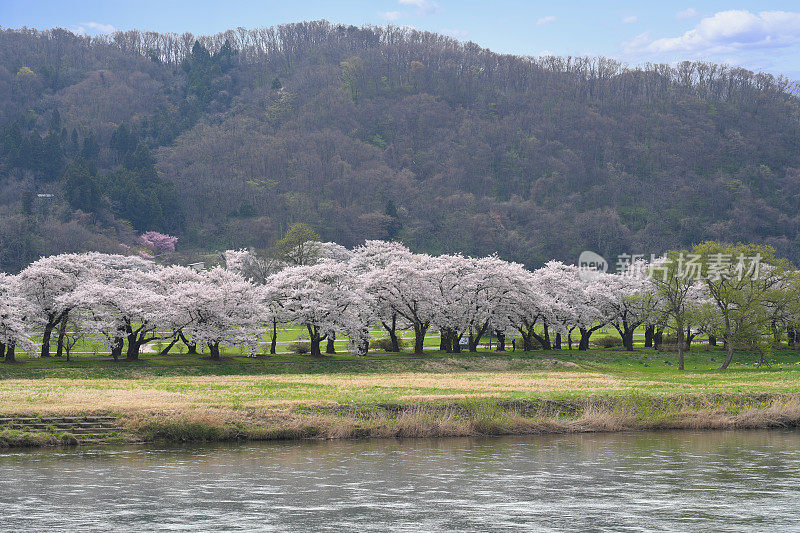 日本岩手县北上天町公园河边美丽的樱花。