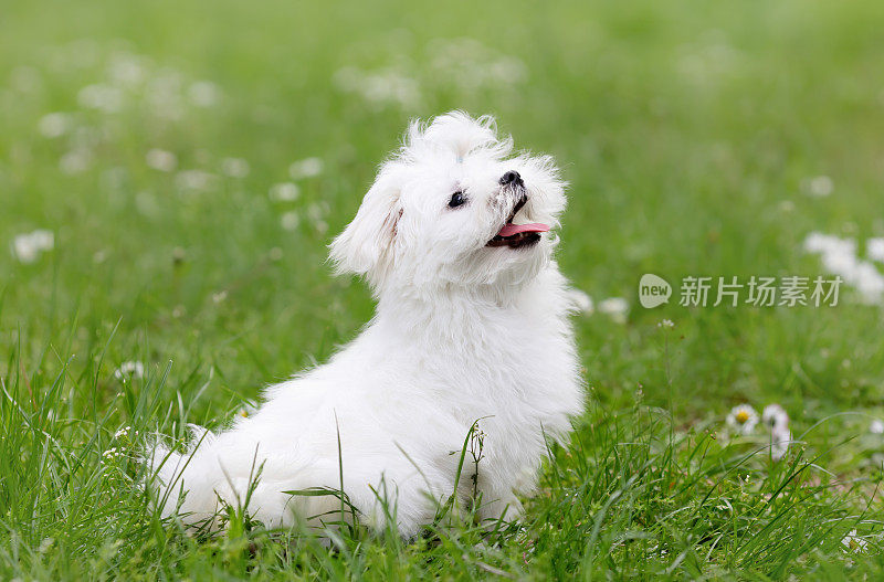 快乐的白色小狗的马耳他品种狗坐在绿色的草地上