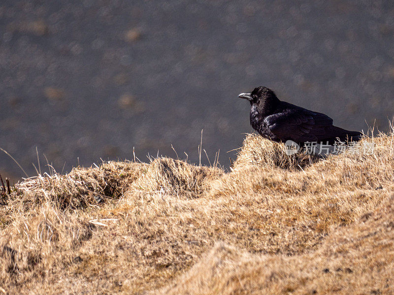 一只乌鸦站在高高的干草地和干草地上
