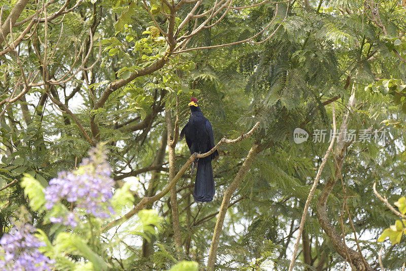 罗斯的Turaco