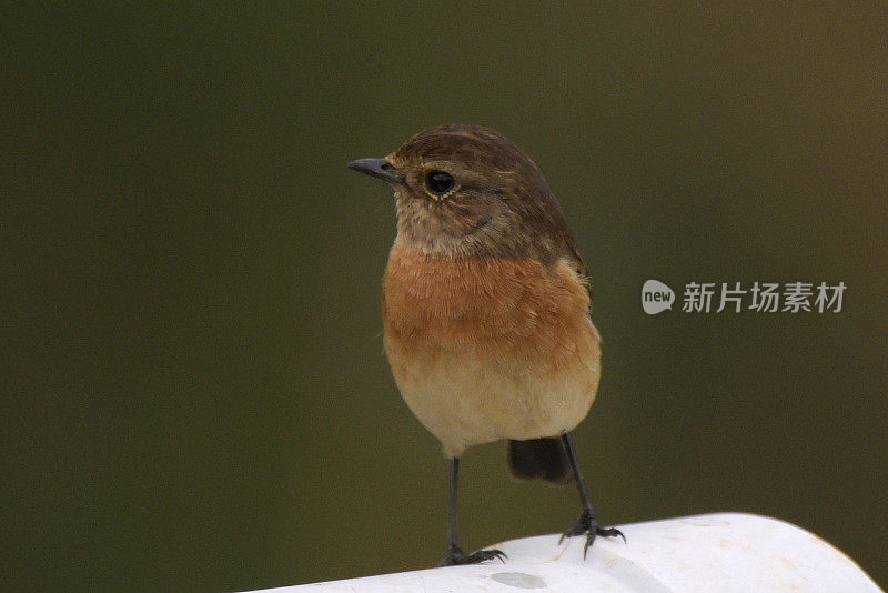 非洲野鹟