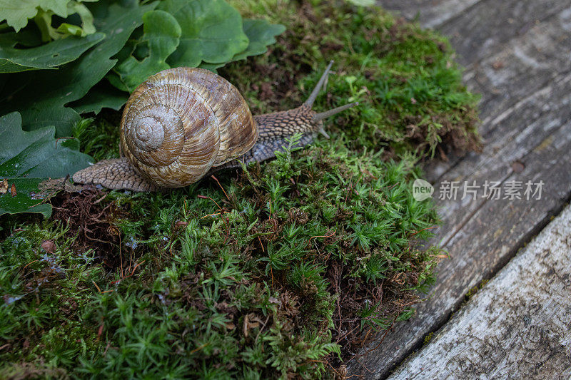 在苔藓上爬行的森林蜗牛的特写照片。