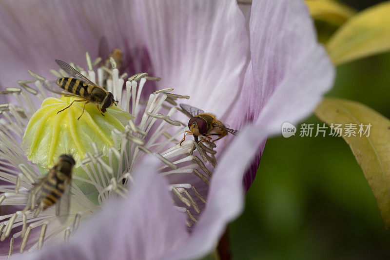 粉红色的罂粟花