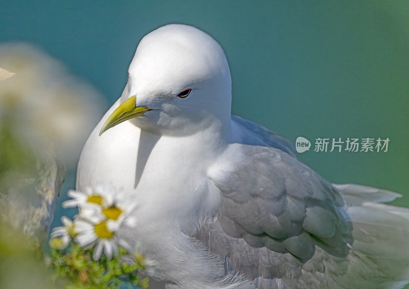 汉普顿悬崖上的基蒂威克