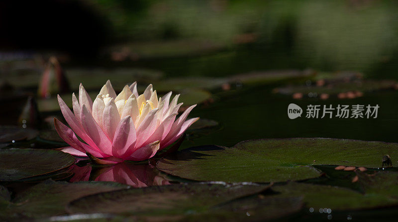 一朵柔软的粉红色睡莲漂浮在池塘上。绿色的睡莲叶子围绕着它生长。天黑了，只有花儿在阳光下闪耀。