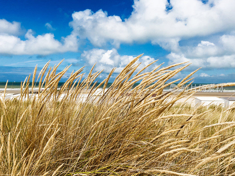 比利时法兰德斯韦斯滕德的北海海滩上有马兰草和海滩小屋