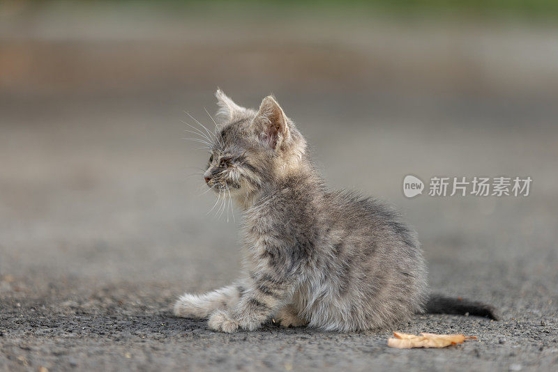 一只眼睛受伤的灰色小猫。